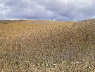 landscape with grain