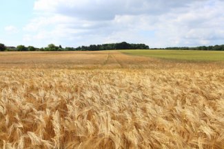 landscape with grain