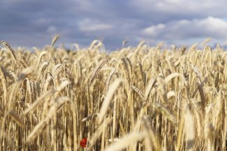 wheat field